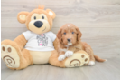 Smart Mini Goldendoodle Poodle Mix Pup