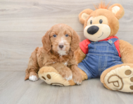 7 week old Mini Goldendoodle Puppy For Sale - Florida Fur Babies