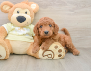 10 week old Mini Goldendoodle Puppy For Sale - Florida Fur Babies