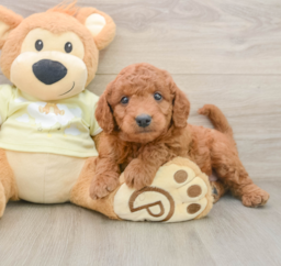 8 week old Mini Goldendoodle Puppy For Sale - Florida Fur Babies