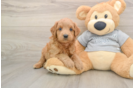 Mini Goldendoodle Puppy for Adoption