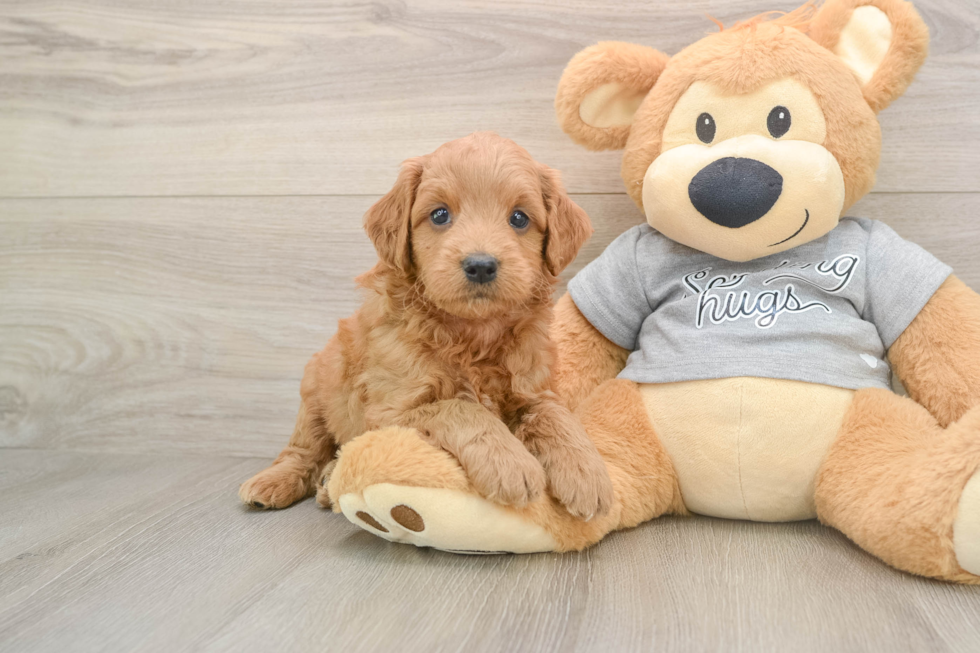 Mini Goldendoodle Puppy for Adoption