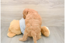 Best Mini Goldendoodle Baby
