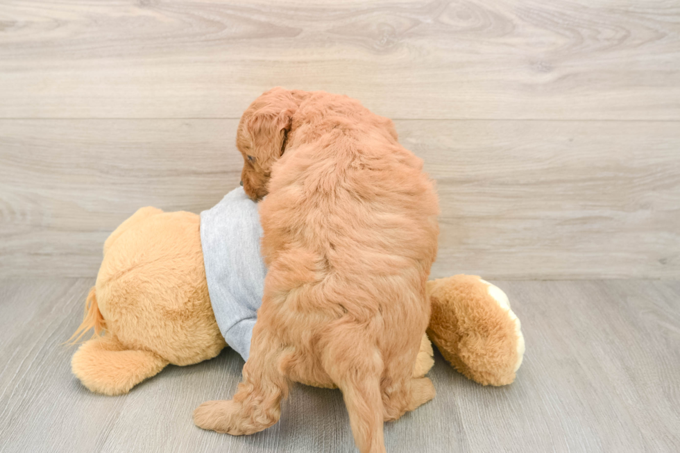Best Mini Goldendoodle Baby