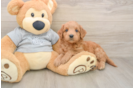 Popular Mini Goldendoodle Poodle Mix Pup