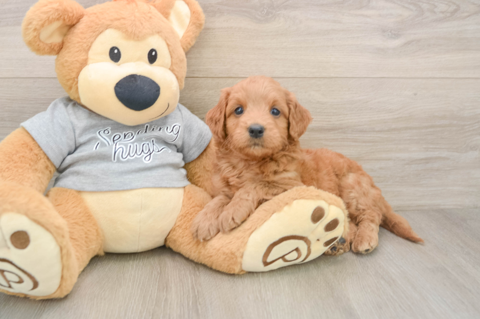 Popular Mini Goldendoodle Poodle Mix Pup