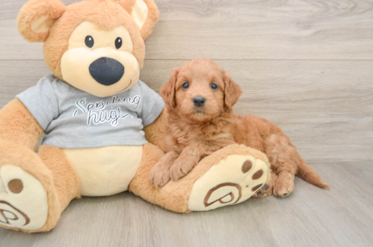 Popular Mini Goldendoodle Poodle Mix Pup