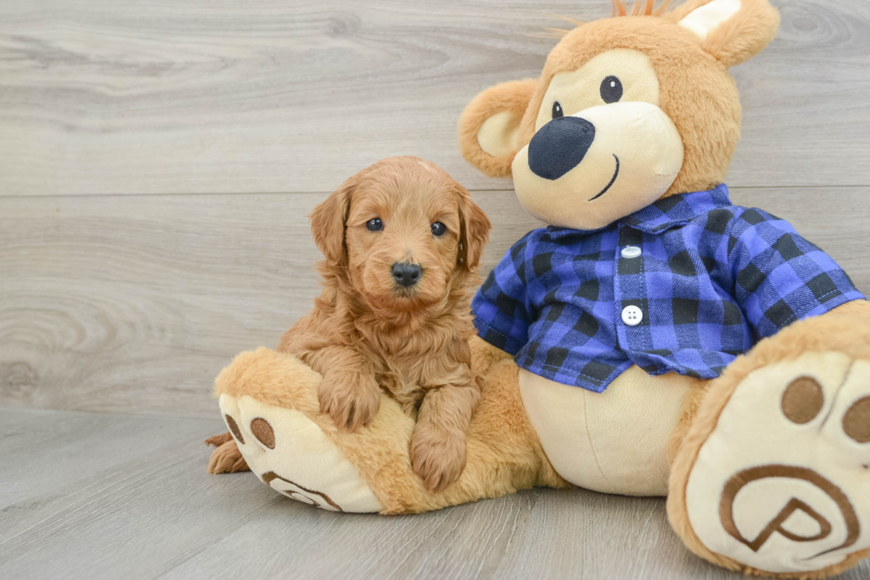 Playful Mini Groodle Poodle Mix Puppy