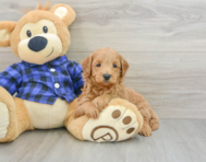 8 week old Mini Goldendoodle Puppy For Sale - Florida Fur Babies