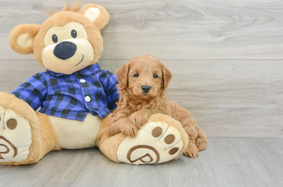 5 week old Mini Goldendoodle Puppy For Sale - Florida Fur Babies