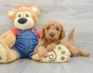 8 week old Mini Goldendoodle Puppy For Sale - Florida Fur Babies