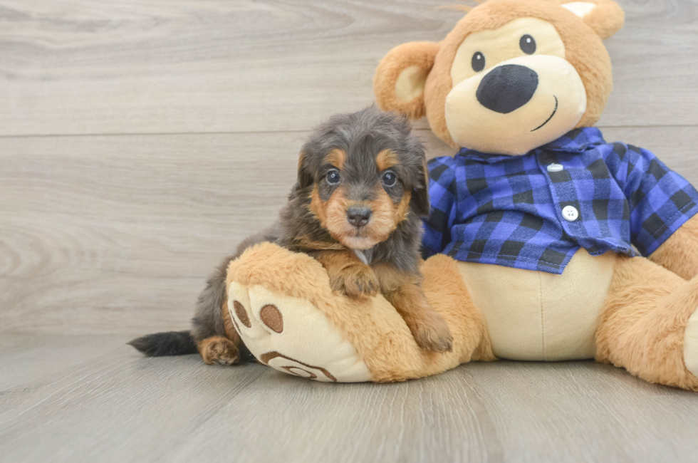 5 week old Mini Goldendoodle Puppy For Sale - Florida Fur Babies