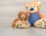 8 week old Mini Goldendoodle Puppy For Sale - Florida Fur Babies