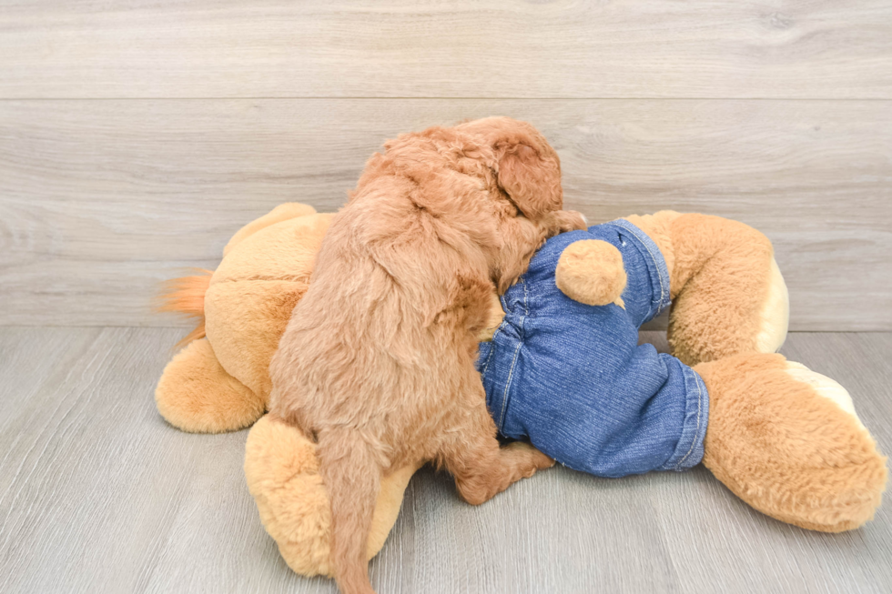Mini Goldendoodle Puppy for Adoption