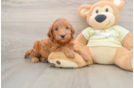 Little Mini Goldenpoo Poodle Mix Puppy