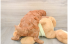 Best Mini Goldendoodle Baby