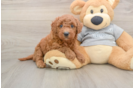 Small Mini Goldendoodle Baby