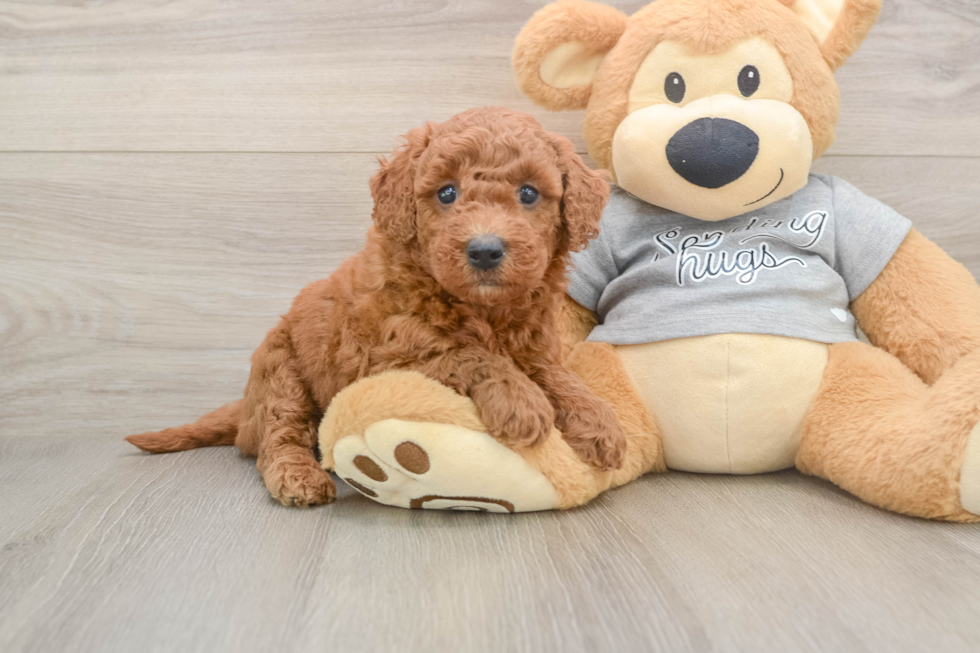 Small Mini Goldendoodle Baby