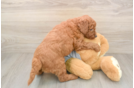 Mini Goldendoodle Pup Being Cute