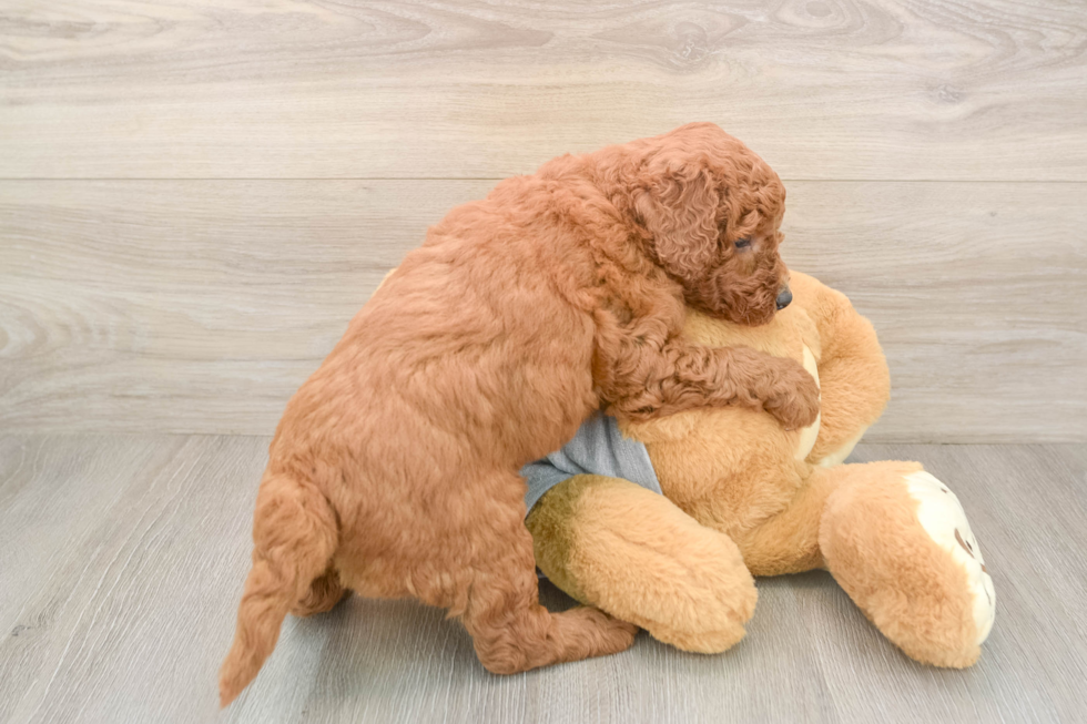 Mini Goldendoodle Pup Being Cute