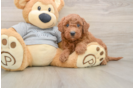 Adorable Golden Retriever Poodle Mix Poodle Mix Puppy
