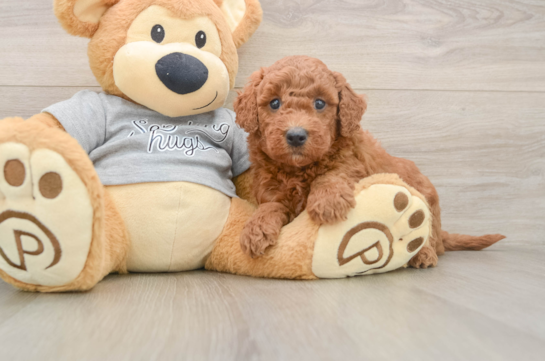 Adorable Golden Retriever Poodle Mix Poodle Mix Puppy