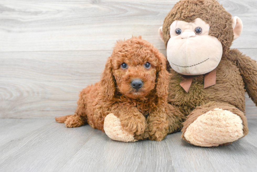 golden retriever poodle mix puppy