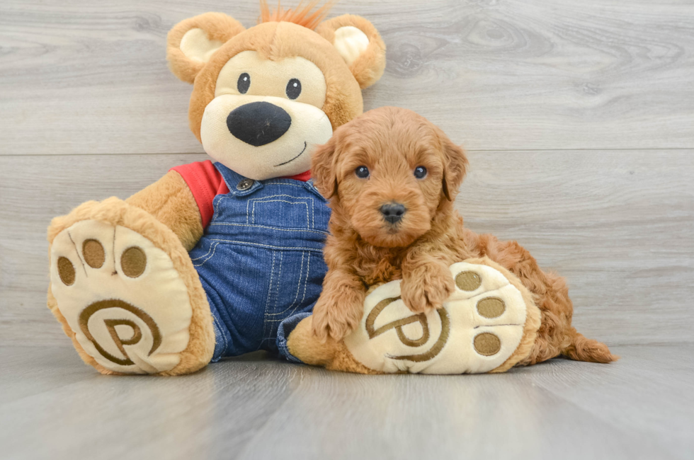 5 week old Mini Goldendoodle Puppy For Sale - Florida Fur Babies