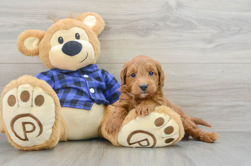 5 week old Mini Goldendoodle Puppy For Sale - Florida Fur Babies