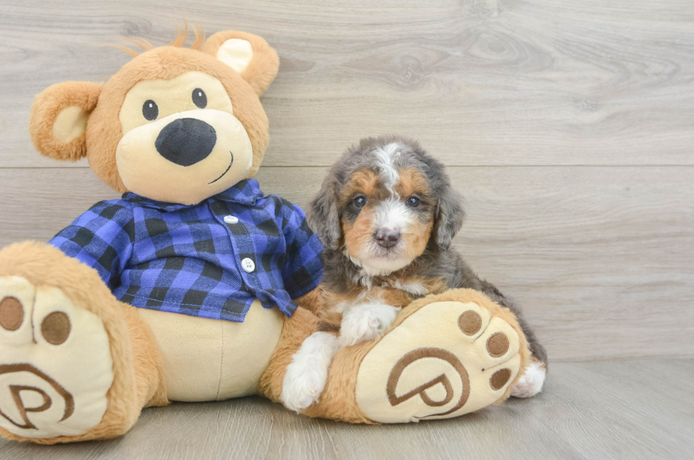 5 week old Mini Goldendoodle Puppy For Sale - Florida Fur Babies