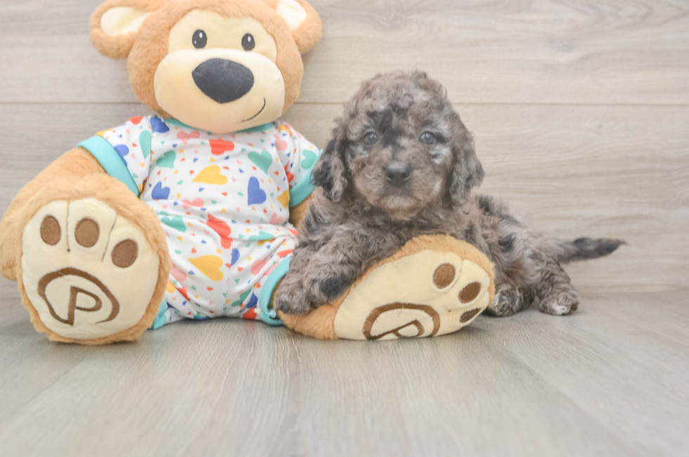6 week old Mini Goldendoodle Puppy For Sale - Florida Fur Babies