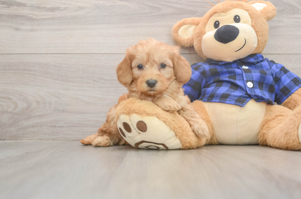 5 week old Mini Goldendoodle Puppy For Sale - Florida Fur Babies