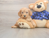 7 week old Mini Goldendoodle Puppy For Sale - Florida Fur Babies 7 week old Mini Goldendoodle Puppy For Sale - Florida Fur Babies