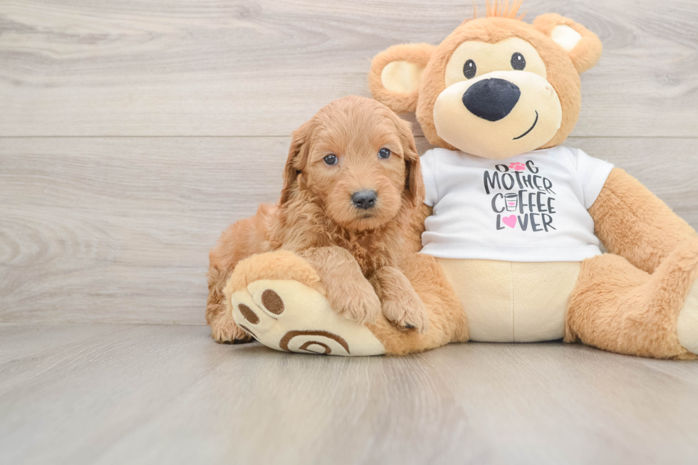 Mini Goldendoodle Puppy for Adoption