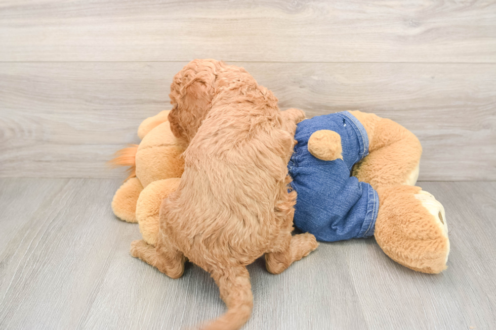 Mini Goldendoodle Puppy for Adoption
