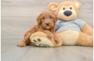 Mini Goldendoodle Puppy for Adoption
