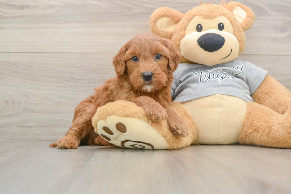 Mini Goldendoodle Puppy for Adoption