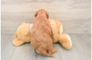 Mini Goldendoodle Puppy for Adoption