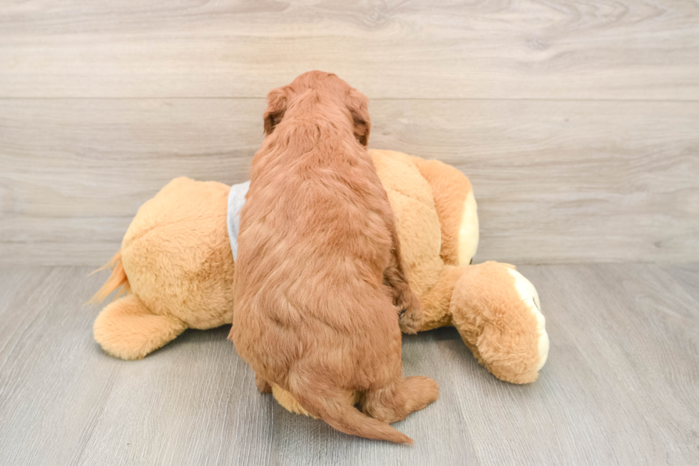 Mini Goldendoodle Puppy for Adoption