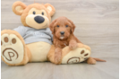 Mini Goldendoodle Pup Being Cute