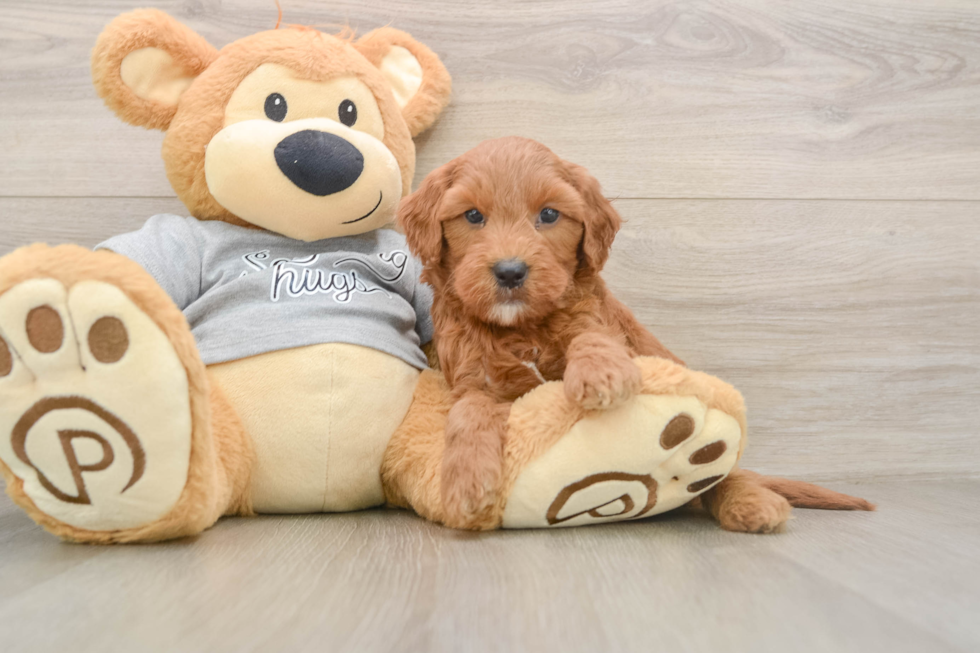 Mini Goldendoodle Pup Being Cute