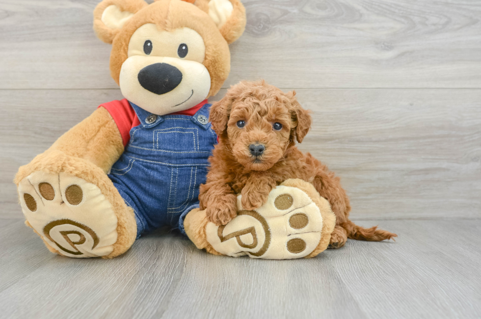 5 week old Mini Goldendoodle Puppy For Sale - Florida Fur Babies