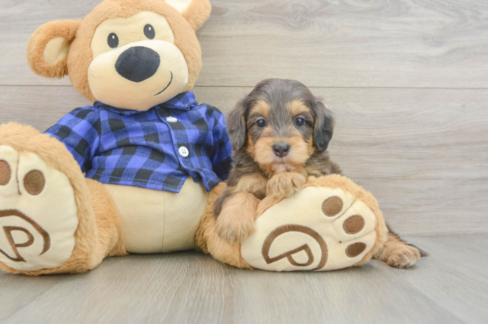 5 week old Mini Goldendoodle Puppy For Sale - Florida Fur Babies