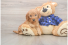 Sweet Mini Goldendoodle Baby