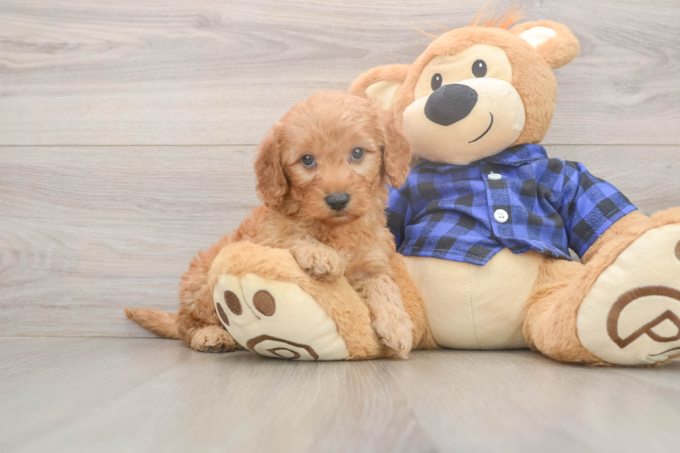 Sweet Mini Goldendoodle Baby