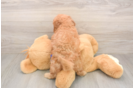 Adorable Golden Retriever Poodle Mix Poodle Mix Puppy