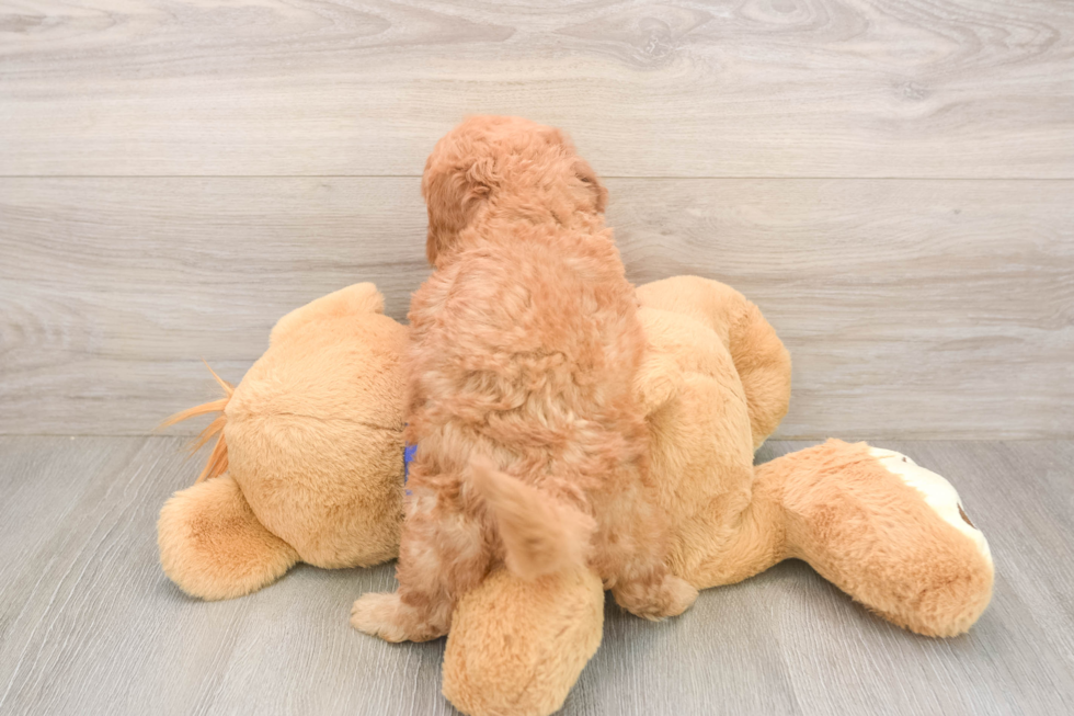 Adorable Golden Retriever Poodle Mix Poodle Mix Puppy