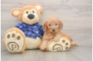 Popular Mini Goldendoodle Poodle Mix Pup