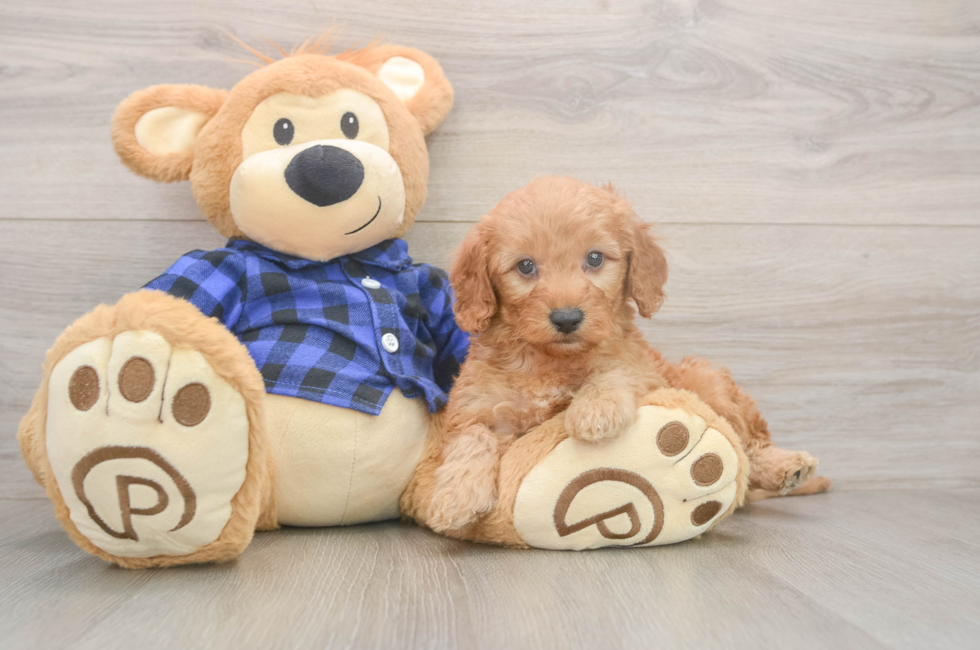 5 week old Mini Goldendoodle Puppy For Sale - Florida Fur Babies