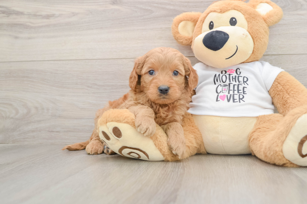 Best Mini Goldendoodle Baby